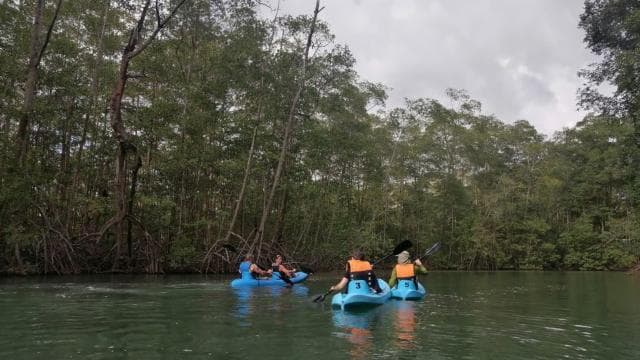 Manuel Antonio: Kayak Tour in the Mangroves to see animals