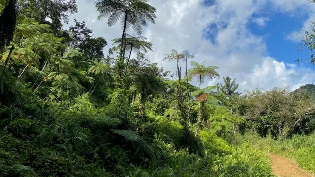 Secret Path to Tinajas Falls (El Yunque Rainforest)