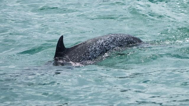 Marino Ballena National Park: Whale and Dolphin Watching