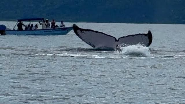 Puerto Jiménez: Dolphin Watching with a Snorkeling Stop