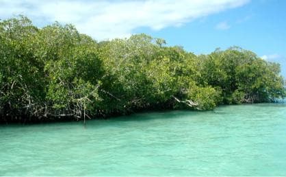 Saona Island: Small Group Virgin Beaches Cruise Day Trip