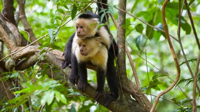 Rincón de la Vieja: One-Day Nature Tour