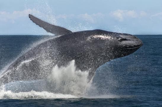 Samana: Bay of Samana Whale Watching Experience