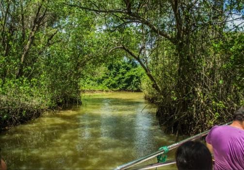 Los Haitises Boat Ride + Caño Hondo Natural Pools