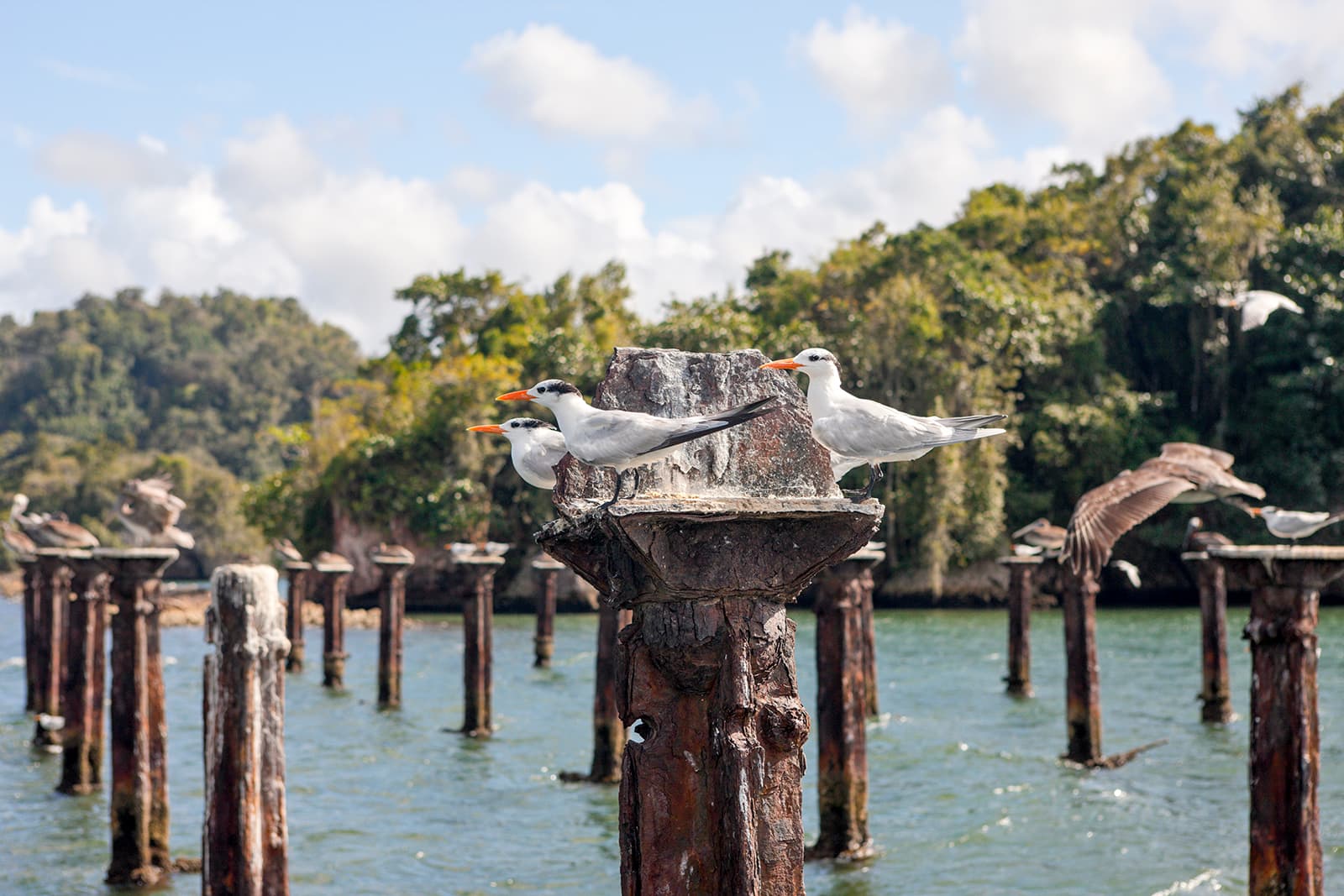 Airbnb Sabana de la mar + Kayaking Tour Los Haitises - Dominican Republic