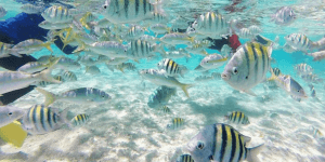 Cayo Arena: Paradise Island Tour Sosua oder Cabarete - Dominican Republic