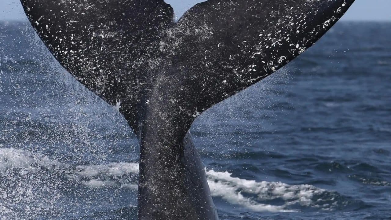 Samana: City Tour + Whale Watching + Cayo Levantado