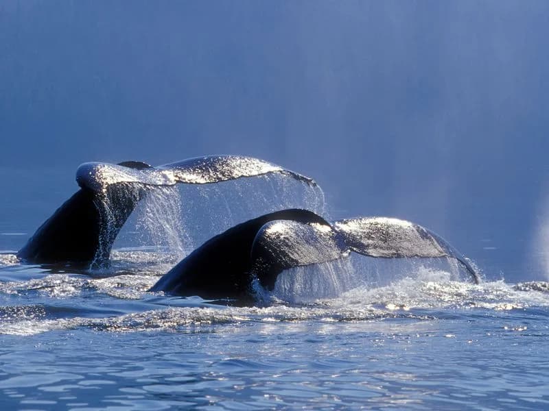 Private Whale Watching + Cayo Levantado (Small Boat Experience)