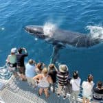 Santo Domingo: Samaná Whale Watching & Cayo Levantado (Bacardi Island)