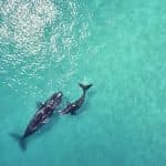 Bayahibe: Private Samaná Whale Watching & Cayo Levantado (Bacardi Island)