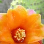 Santo Domingo: Natural Treasures of the City