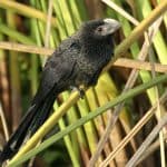 Birdwatching in Los Haitises National Park