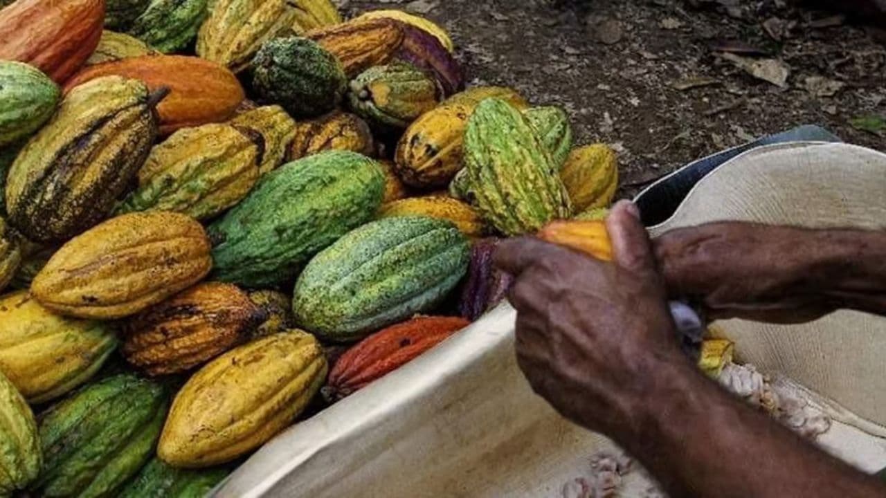 Punta Cana: Higuey-, Kaffee- und Kakao-Verkostungstour mit Mittagessen - Dominican Republic