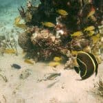 Punta Cana y bayahibe : Catalina Island with Snorkeling