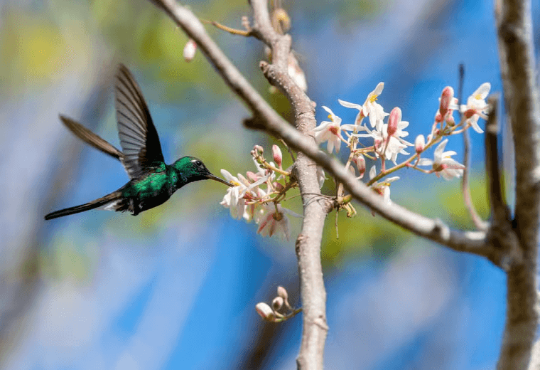 Ciénaga de Zapata National Park Tour