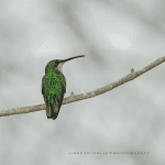 Private Birding Tours of the Dominican Republic