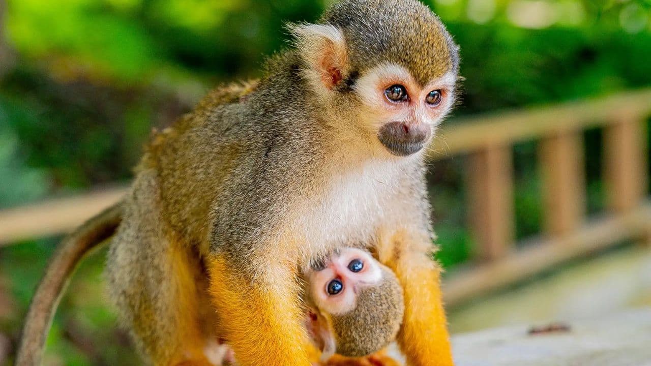 Punta Cana: Monkeyland and Plantation Tour - Dominican Republic