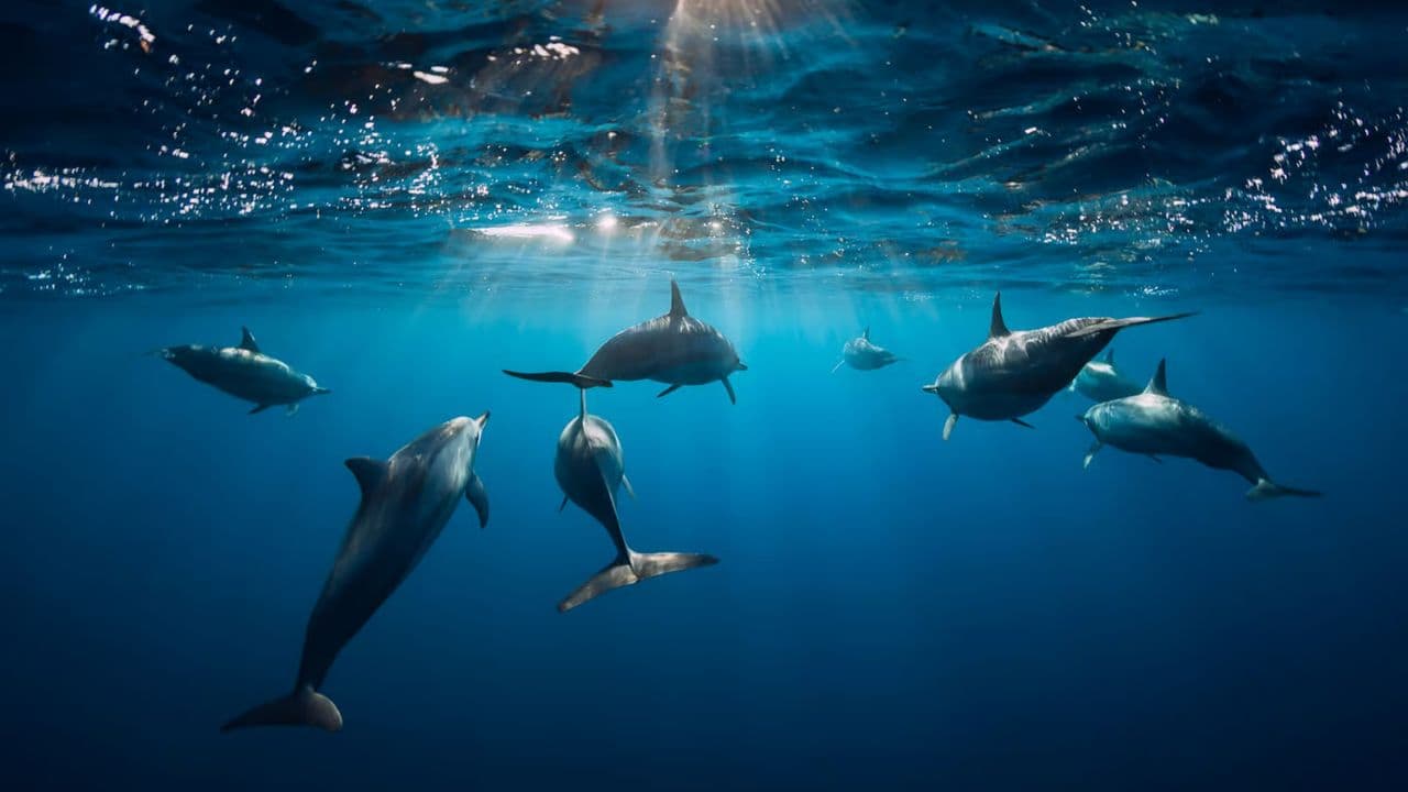 Punta Cana: Swim with Dolphins in the Pool