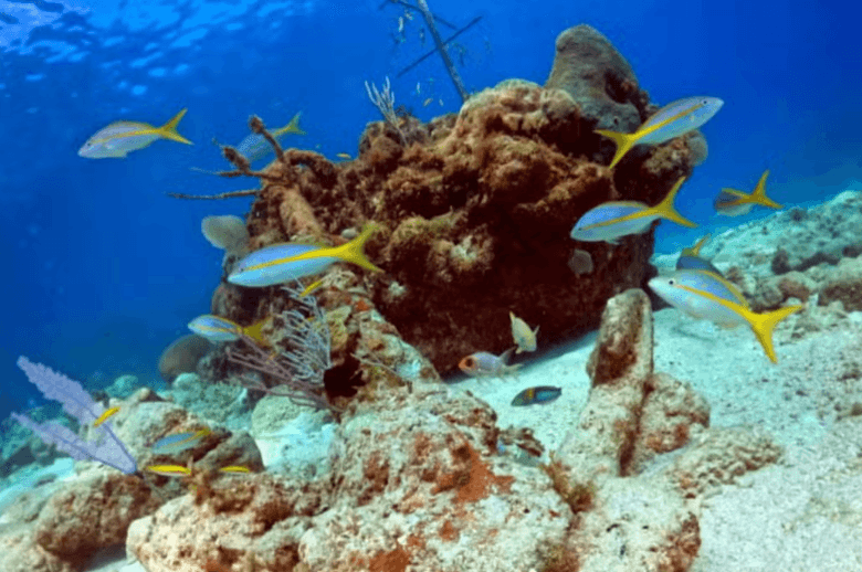 Playa Coral Scuba Diving