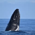 Santo Domingo: Private Samaná Whale Watching & Cayo Levantado (Bacardi Island)