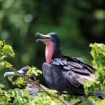 Los Haitises Boat Private trip – From La Romana