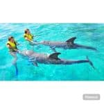 Punta Cana: Dolphin Explorer Swims and Encounters