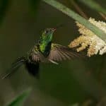 Birdwatching in Los Haitises National Park