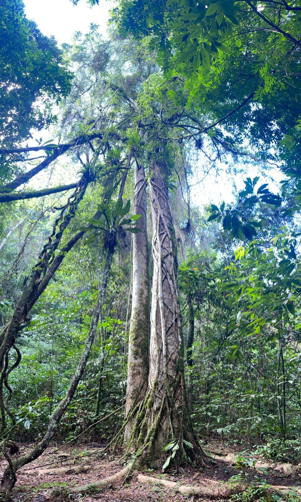 Los Haitises Rainforest Hiking & Birdwatching (2 Hours)