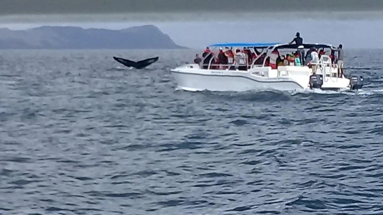 Samana: City Tour + Whale Watching + Cayo Levantado