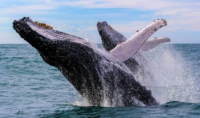 Whale Watching from Miches Hotels and Cayo Levantado (Bacardi Island)