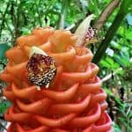 Puerto Plata: Taino Valley and Dominican Flavor Experience