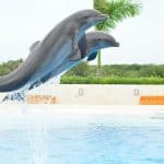 Punta Cana: Swim with Dolphins in the Pool