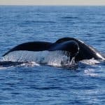 Excursion Whale Watching Samaná bay + Cayo Levantado from Puerto Plata (Private Transportation)