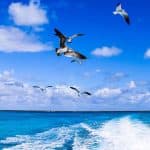 Punta Cana: Saona Island in Private Vehicle and Guide - Dominican Republic