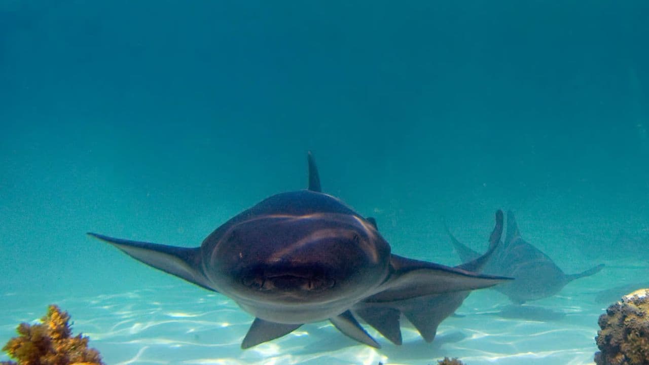 Punta Cana: Speedboat and Snorkeling Adventure with …