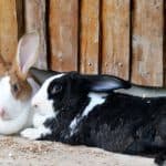 Punta Cana: Xploration Animal Park Bus Tour with Encounters