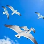 Bayahibe: Full-Day Saona Island Excursion