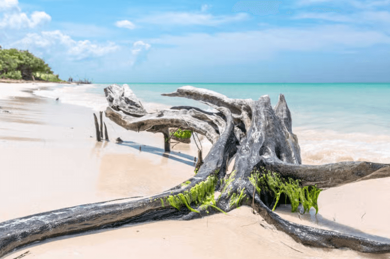 Transfer to Cayo Jutías