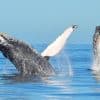 Samana: Guided Day Trip with Buffet Lunch and Whale Watching