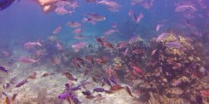 La Romana: Catalina Island Full-Day Snorkeling Tour