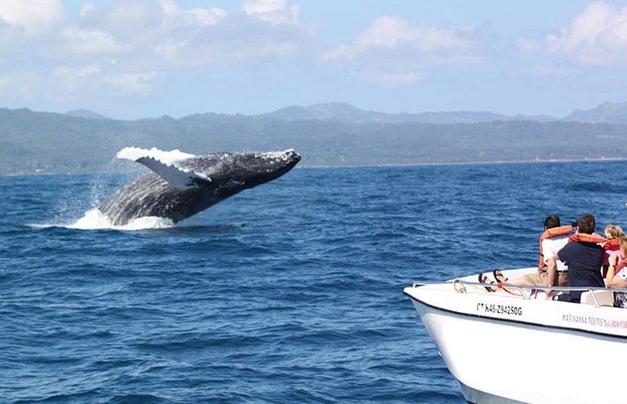 Whale Watching from Punta Cana: Half-Day Tour - Dominican Republic