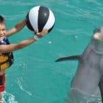 Punta Cana: Swim with Dolphins in the Pool
