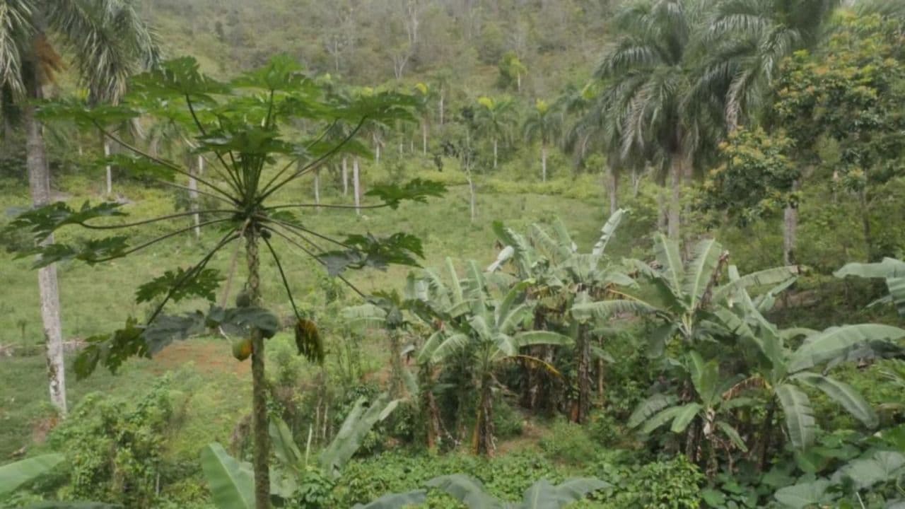Samana: Full day Samana Amazing tour Punta Cana