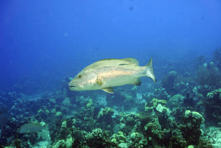 Bay of Pigs Scuba Diving Activity