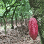Cocoa Trail & Making of Chocolate Tour from Santo Domingo - Dominican Republic