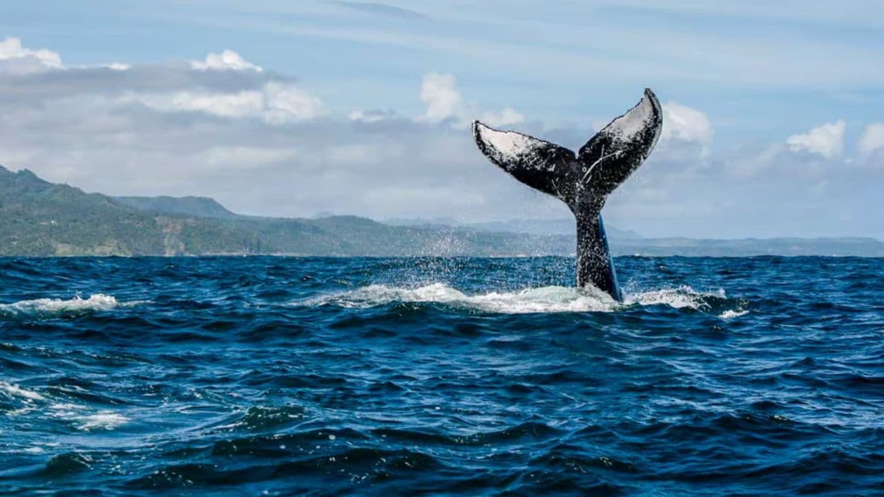 Half-Day Whale Watching Tour in Miches – Unforgettable Marine Adventure
