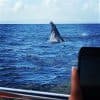 Samaná Whale Watching & Cayo Levantado (Bacardi Island) From La Romana - Dominican Republic