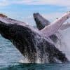 Samaná Cayo Levantado (Bacardi Island) and Whale Watching from Miches in Catamaran