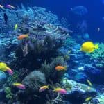 Punta Cana or La Romana: Catalina Island Tour and Snorkeling