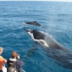 Bayahibe: Private Samaná Whale Watching & Cayo Levantado (Bacardi Island)